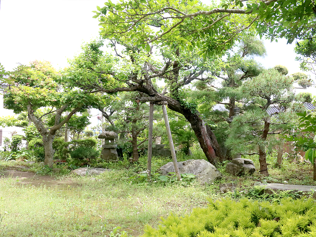 診療台から見える庭